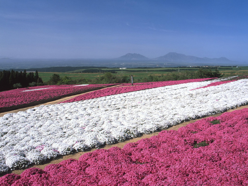 東北亞部 日本 九州 大分 景點 久住花公園 Everfun Images Management System