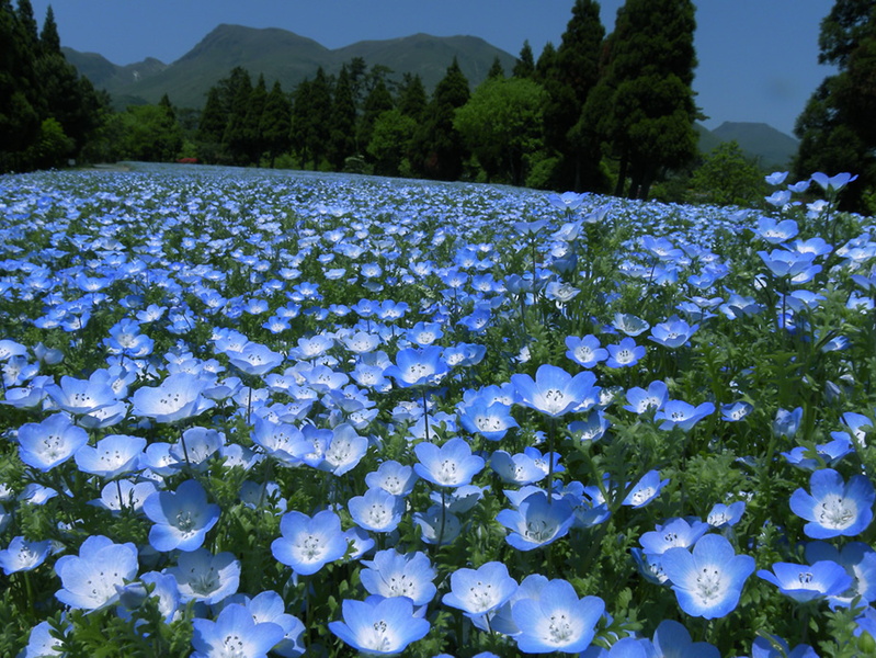 東北亞部 日本 九州 大分 景點 久住花公園 Everfun Images Management System