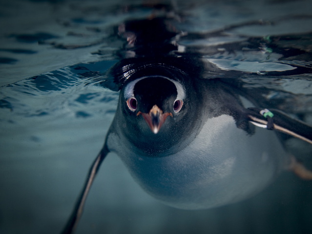 Sea world (8) - Sea world (8).jpg Sea world (8).jpg