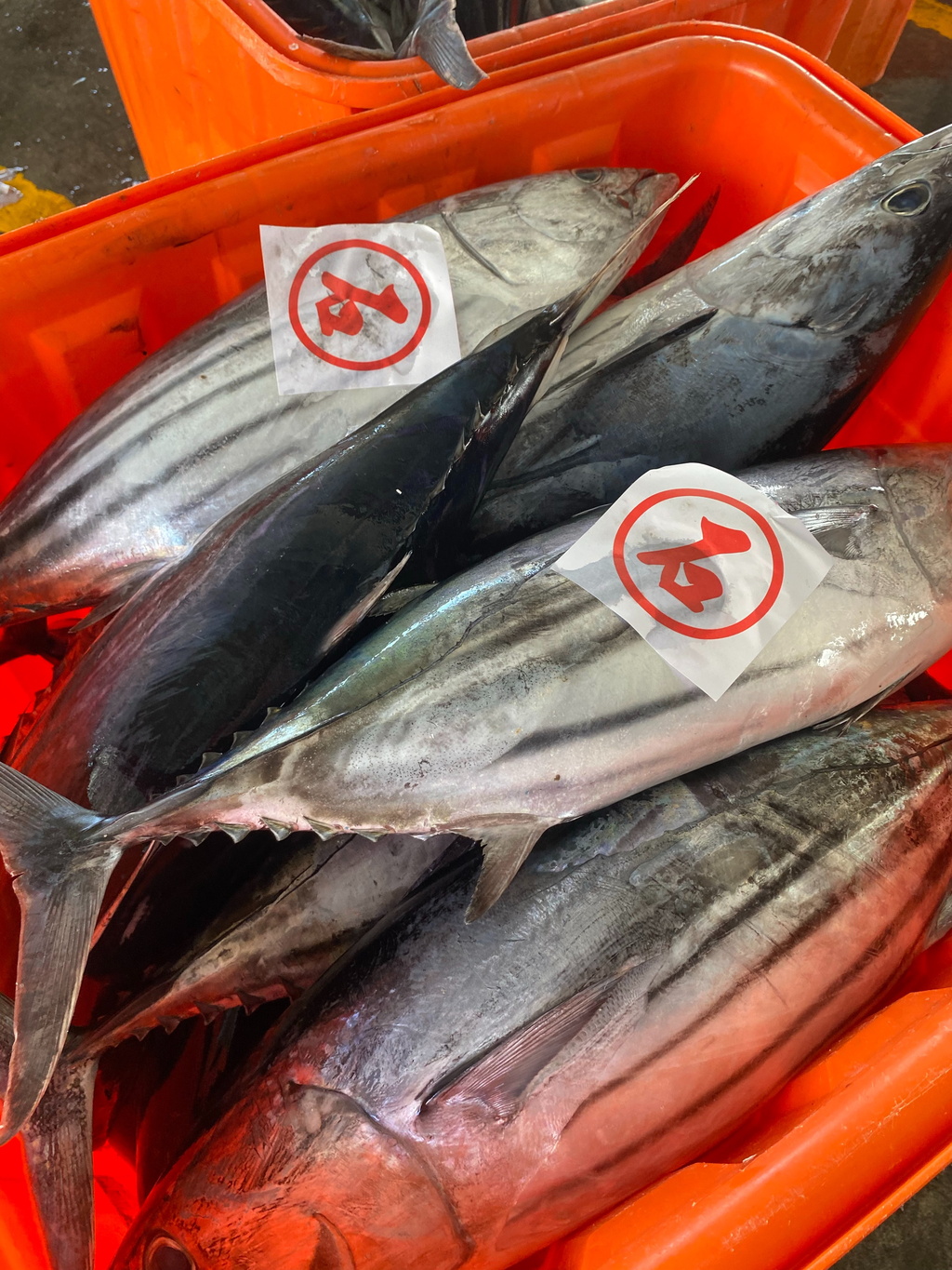 【台東】什麼!居然能收到來自郵筒的回信?成功魚市場3大驚喜等著你 【台東】什麼!居然能收到來自郵筒的回信?成功魚市場3大驚喜等著你