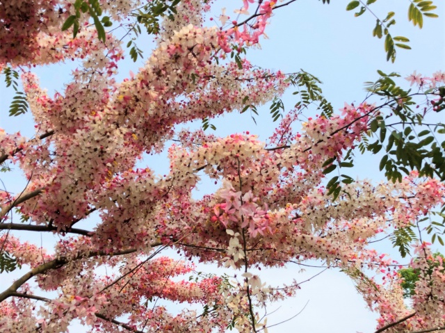 花旗木 - 花旗木.jpg 花旗木.jpg