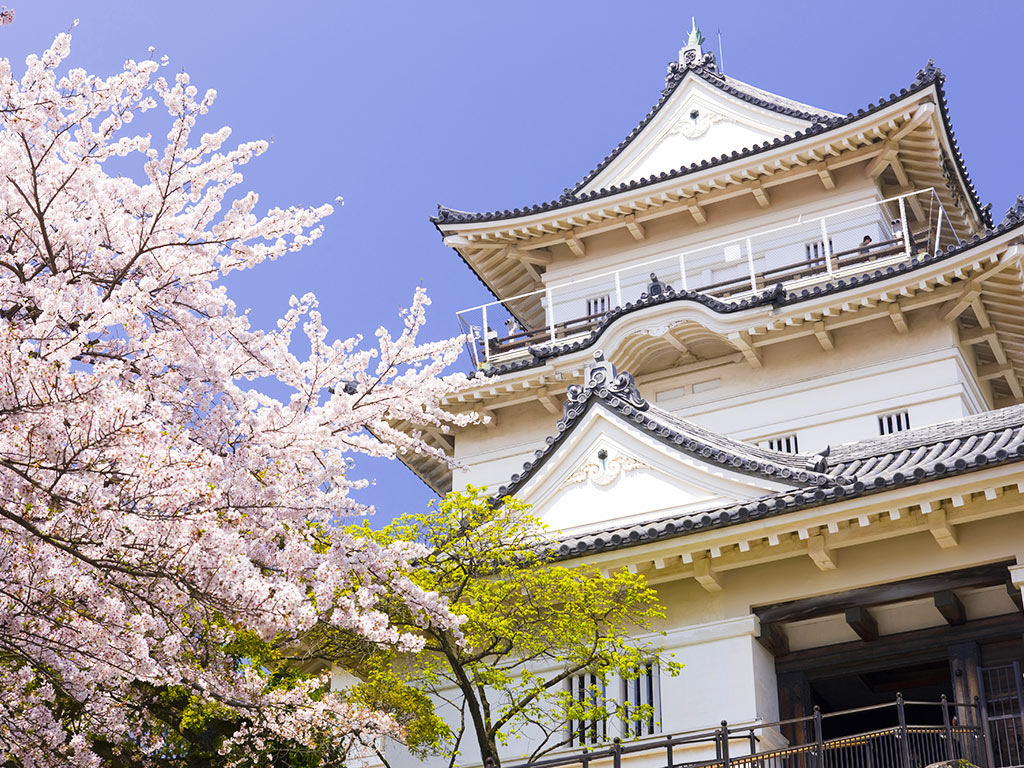 加上粉櫻點綴,小田原城址公園的春景更添大和風采。