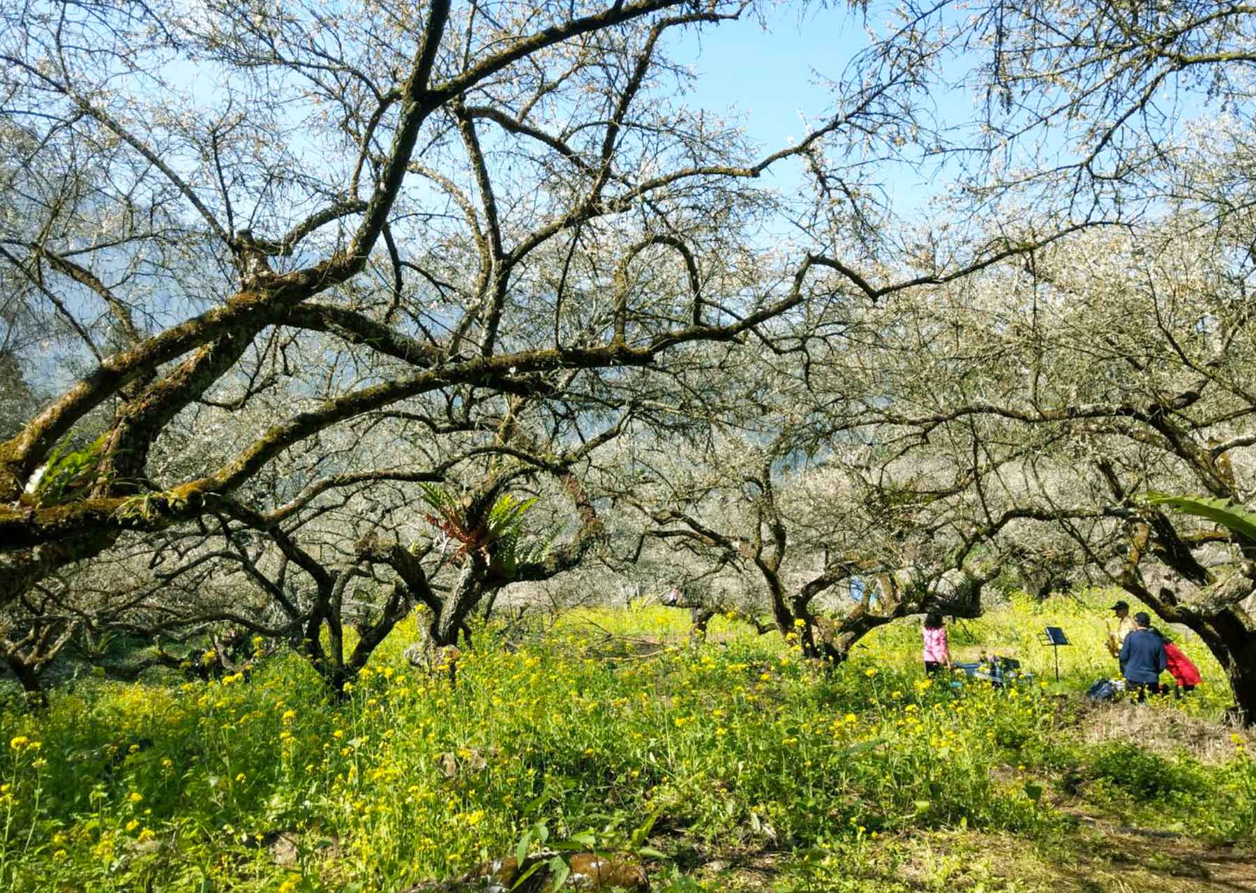 【南投】浪漫梅園登上IG打卡熱搜榜 【南投】浪漫梅園登上IG打卡熱搜榜