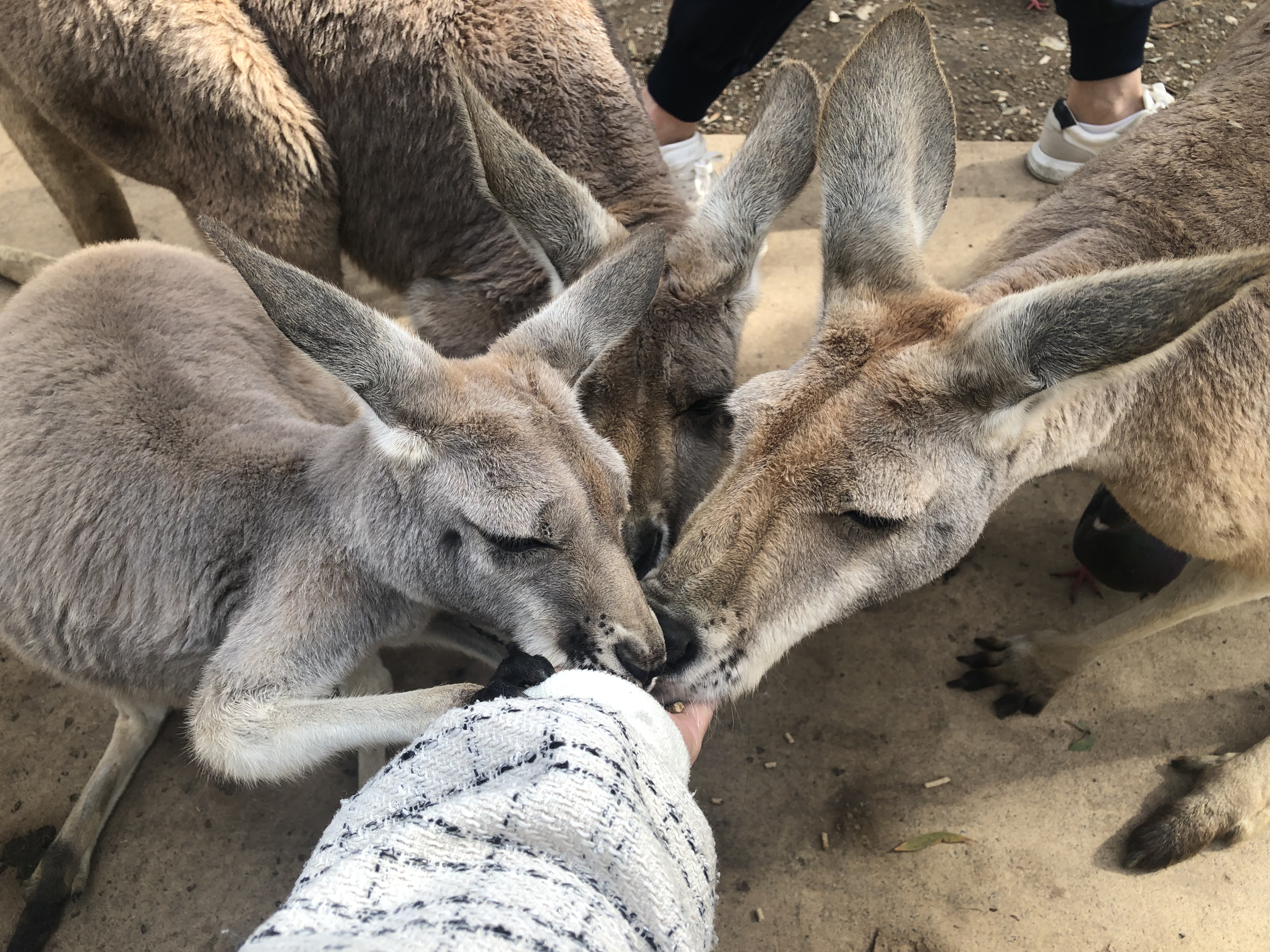 【澳洲】親子共遊首選,前進南半球與動物愛的抱抱、共進早餐! 【澳洲】親子共遊首選,前進南半球與動物愛的抱抱、共進早餐!